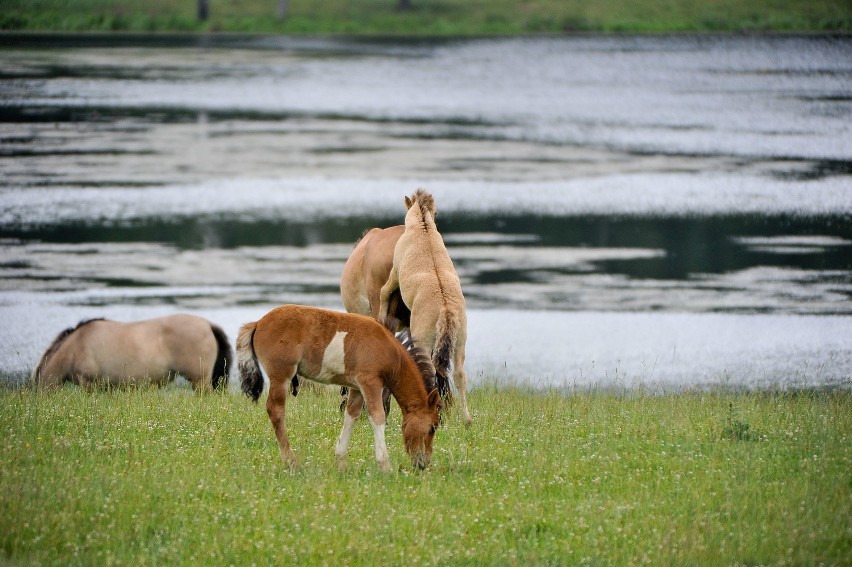 A to mieszkańcy terenów zagospodarowanych pod safarii przez...