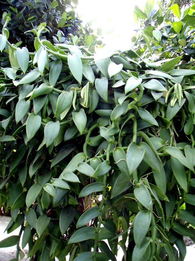 Pnącze waniliiWanilia jest rośliną ciepłolubną, pochodzącą z dżungli Ameryki Środkowej i Południowej.