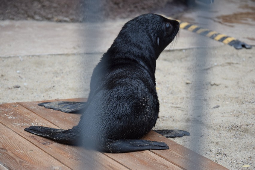 Mały kotik we wrocławskim zoo. Ta samiczka urodziła się 3...