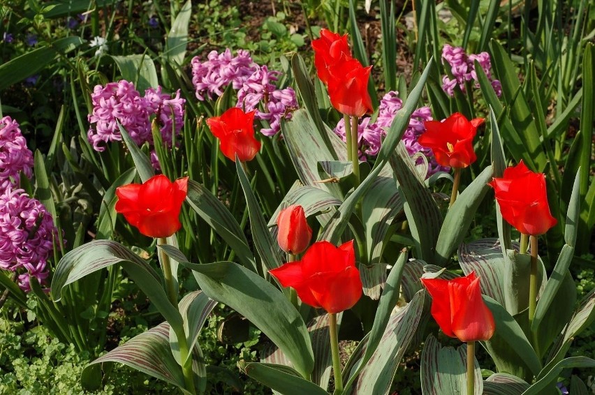 Tulipany mogą pozostać w tym samym miejscu przez 3-4 lata