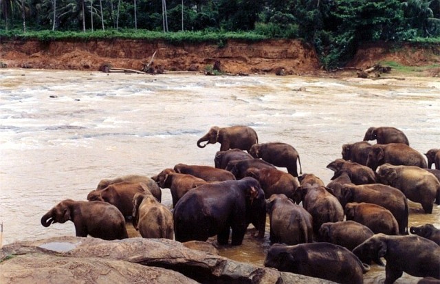 Słonie z sierocińca każdego dnia mogą się kąpać w rzece