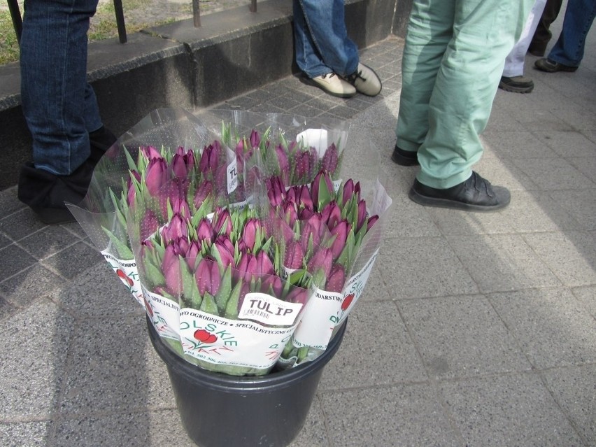 Dzień Kobiet 2014 w Poznaniu: Kwiaty dla pań na ul. Fredry