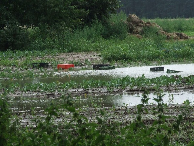 Tak pola rolników z Borówna wyglądały w 2010 r. Obawiają się, że sytuacja się powtórzy.