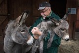 Czytelnicy "Nowości" wybrali imię dla ośliczki