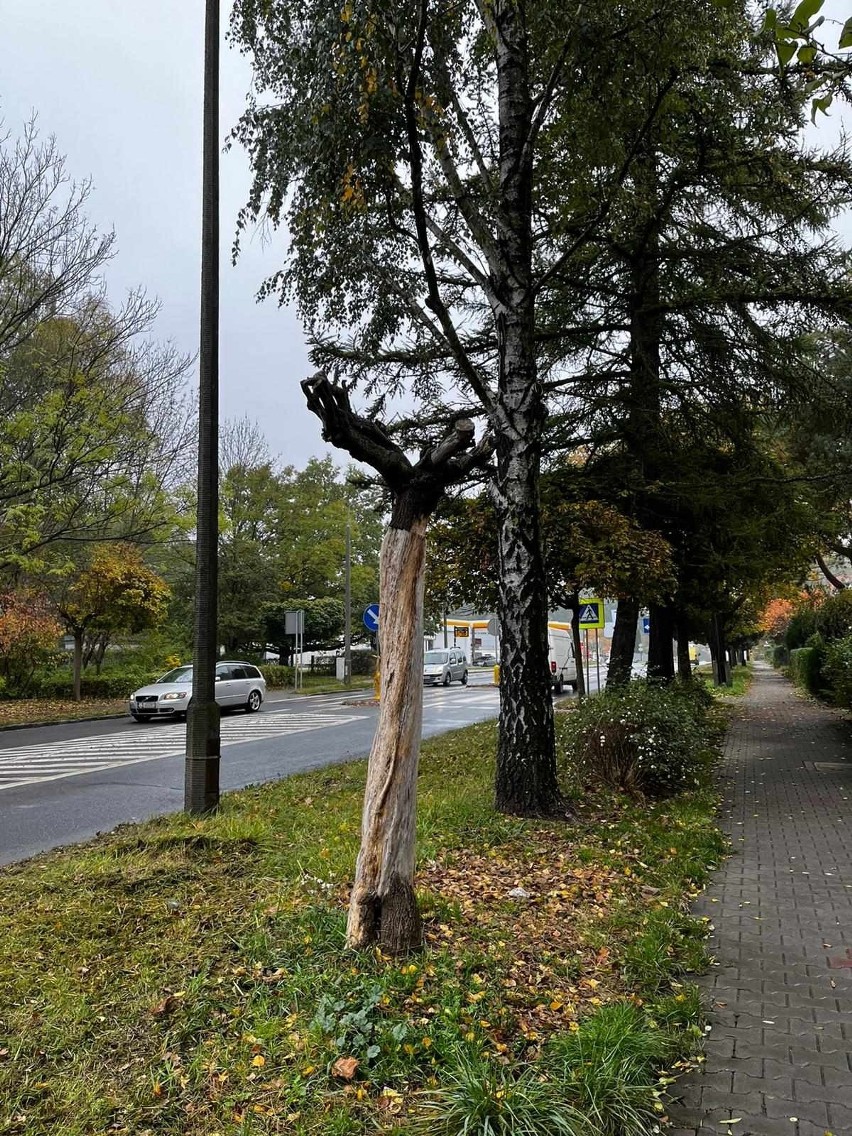 Mieszkańcy Gliwic są zaniepokojeni wycinką drzew przy ulicy...