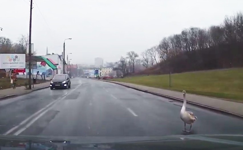 Uwaga! Łabędź na drodze. Ul. Kujawska w Bydgoszczy [wideo]