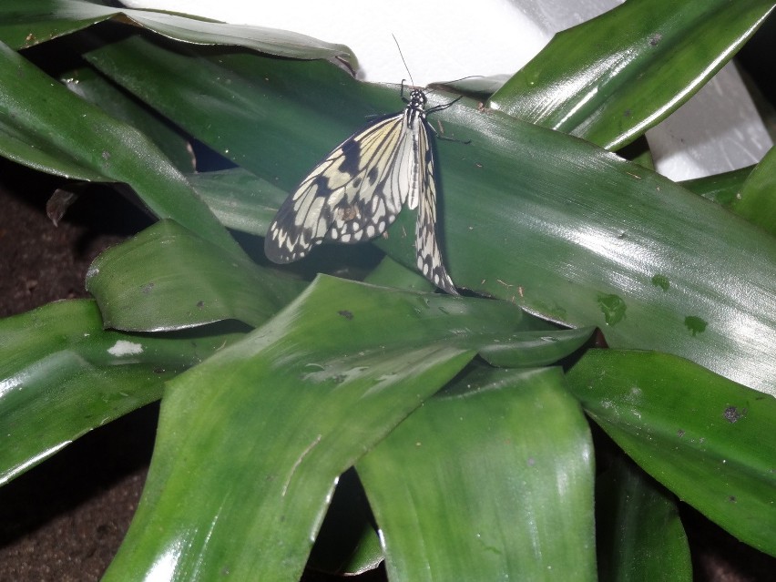 W Poznańskiej Palmiarni można oglądać latające motyle