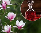 Nalewka z magnolii na stres i alergię. Leczniczy wyciąg przygotujesz nawet z jednego pachnącego kwiatu. Wykorzystaj jej właściwości 