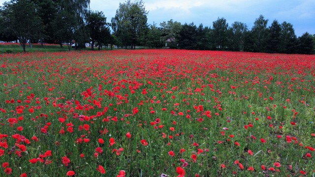 Natura wciąż nas zaskakuje! Tym razem natrafiliśmy na ogromne pole maków pod Świebodzinem. Wygląda ono rewelacyjnie — zarówno z ziemi, jak i z perspektywy lotu ptaka, co możecie zobaczyć na naszych zdjęciach (część z nich została wykonana dronem).Widoki — na żywo — są tak rewelacyjne, że mało kto potrafił nie tylko przejść, ale nawet przejechać obojętnie obok tego miejsca. Ludzie, widząc wielkie pole maków, zatrzymywali się i robili zdjęcia. I absolutnie nas to nie dziwi, bo taki widok nie jest codziennością. To miejsce powinni odwiedzić ci, którzy lubią cieszyć oko cudami natury oraz ci, dla których fotografia stanowi ogromną pasję. Takie plenery to nie lada gratka!Gdzie jest to miejsce? Dokładnie tutaj!Jeśli znacie takie lub podobne miejsca w naszym regionie, dajcie nam znać! oprac. sndr