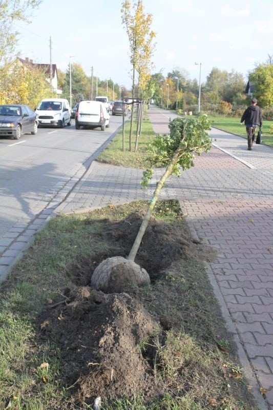 Wymiana drzew przy ul. Głównej