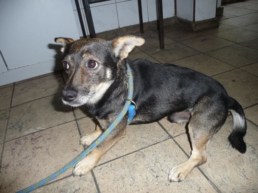 Mały pies przywieziony 26 lipca z ul. Podmurnej w Toruniu....