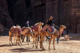 Arabia Saudyjska: Dziesiątki wielbłądów wykluczono z konkursu piękności za stosowanie... botoksu