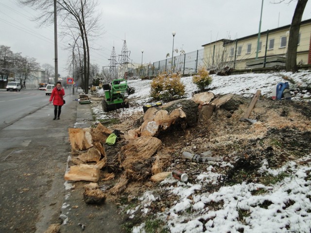 Po północnej stronie ulicy Narutowicza trwa wycinka 26 drzew. Miejscy drogowy przekonują, że były one chore i stanowiły zagrożenie.