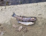Skażona rzeka w Bielsku-Białej. Śnięte ryby, nienaturalny kolor wody. Próbki przekazano do analizy. Czy to przez wyciek amoniaku? 