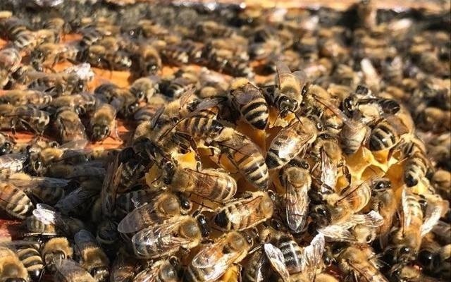 Rój pszczół nad Szczecinem! Przeleciało ich setki tysięcy! Zobacz WIDEO