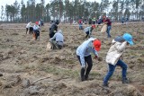 Aż 1000 osób sadziło las niedaleko Bytowa. Akcja "Do nasadzenia"