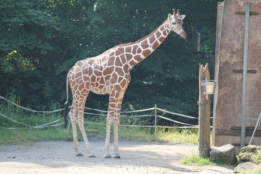 Żyrafa w Śląskim Ogrodzie Zoologicznym