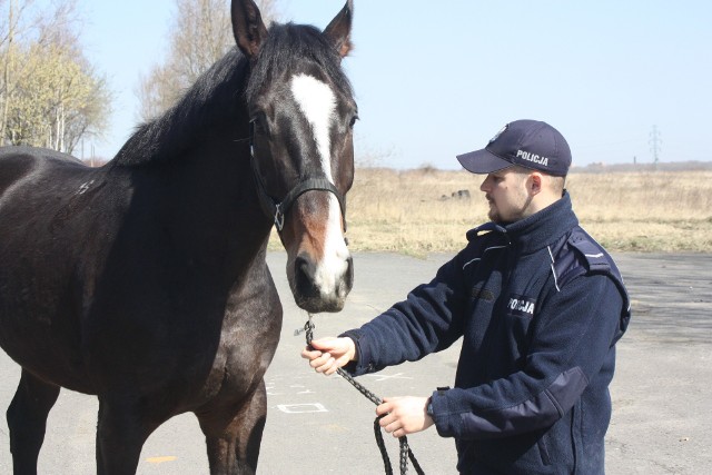 Gladius to nowy koń policji konnej w Chorzowie