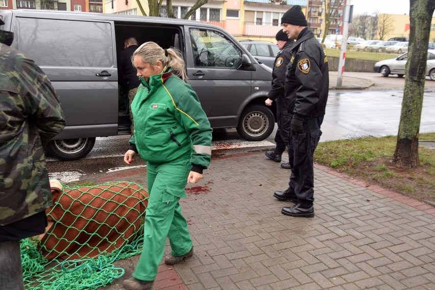 Ranny jeleń zabrany z osiedla Zachód w Stargardzie [ZDJĘCIA, WIDEO]