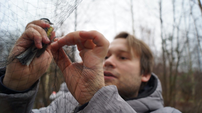 Akcja Karmnik na Uniwersytecie w Białymstoku. Studenci dokarmiają, badają i obrączkują ptaki (zdjęcia)