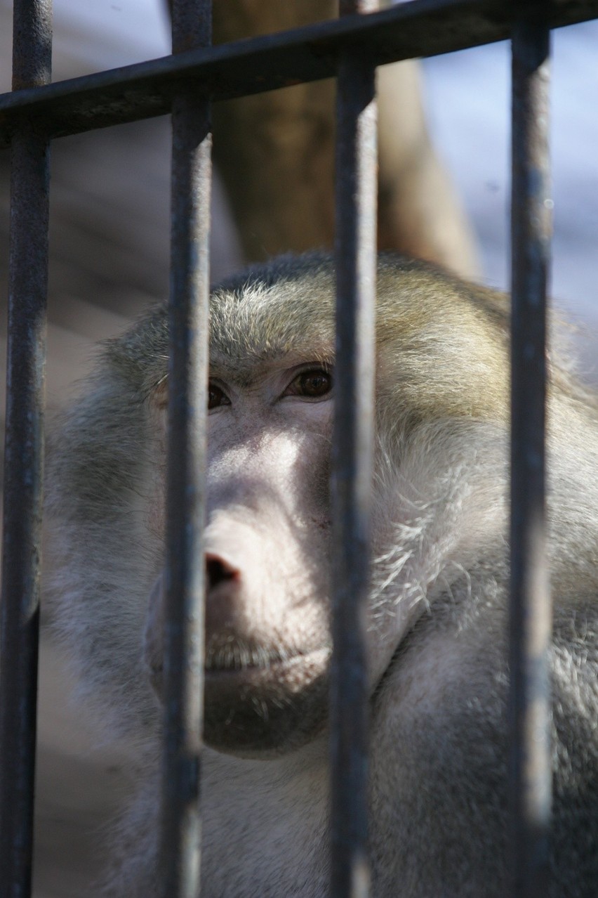 Śląski Ogród Zoologiczny