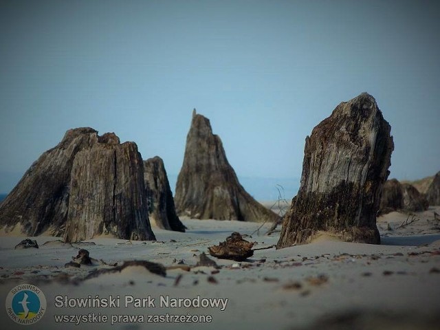 Odkryty przez morze las można podziwiać w Słowińskim Parku Narodowym