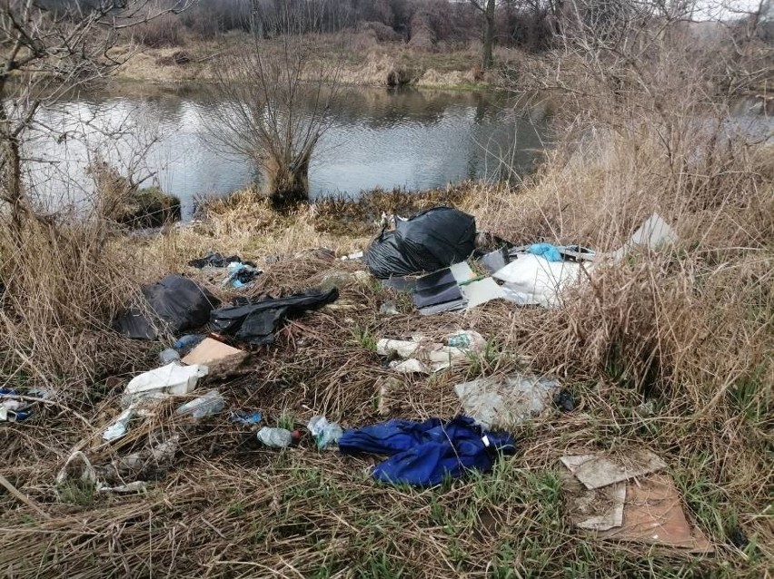 Brzeg Prosny w Kościelnej Wsi lubią wędkarze i......