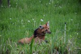 Siatkarki UNI Opole adoptowały wilka grzywiastego. Zobacz niecodzienne zdjęcia z opolskiego zoo