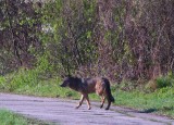 Niektóre wilki zachowują się jak kamikadze. Drapieżnik porwał psa spod ogniska, ludzie się niepokoją