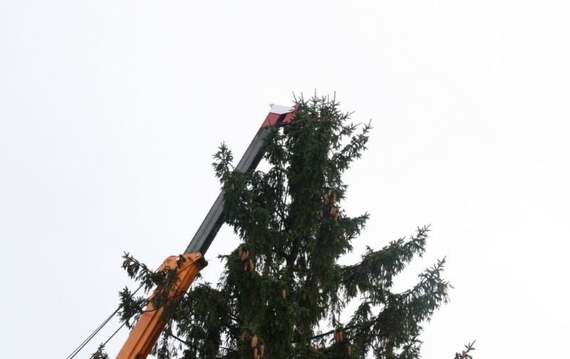 Łomża. Świąteczna choinka stanęła na rynku (zdjęcia)