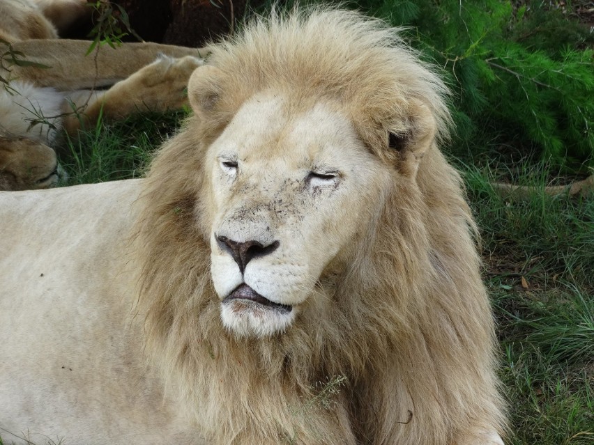 Bydgoszczanin na safari: nie dałem się pożreć lwom