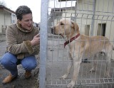 Psy z opolskiego schroniska czekają na nowych właścicieli