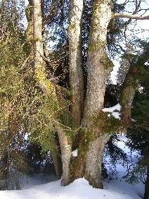 Kilkusetletnie drzewa to typowy obrazek dla Puszczy Jaworowej