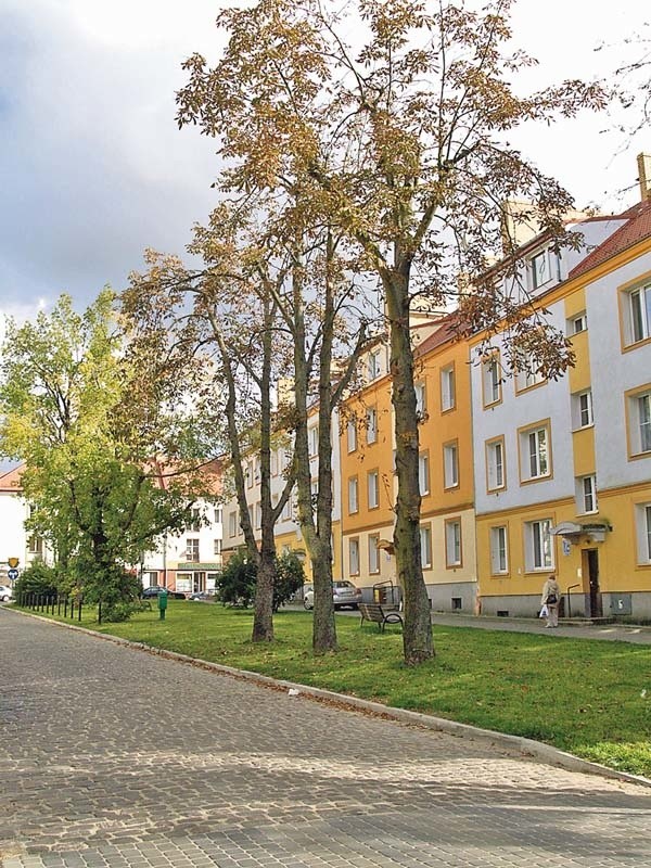 Trzy kasztanowce i jarzębina przy ul. Zawiszy Czarnego w Koszalinie &#8211; drzewa pod specjalnym nadzorem. Jednak według mieszkańców kasztanowcom nic już nie pomoże i będą się nadawały tylko do wycięcia. 