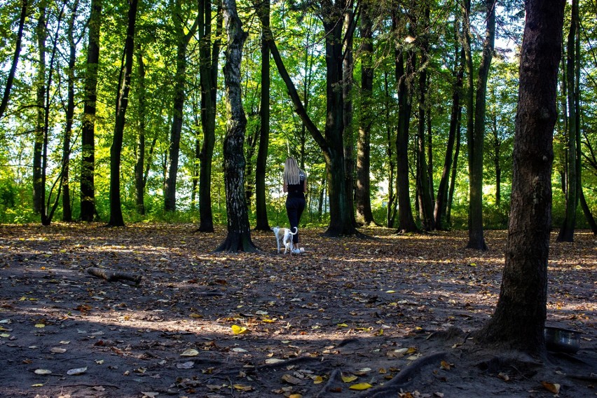 Psi wybieg w Parku Śląskim zostanie oddany do modernizacji....