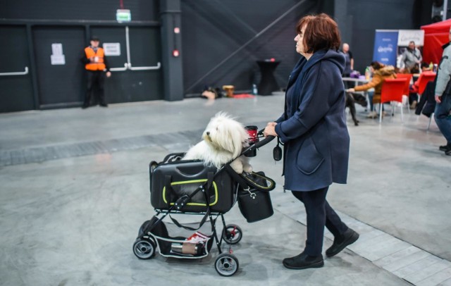 W weekend miłośnicy czworonogów powinni koniecznie wybrać się do Bydgoskiego Centrum Targowo-Wystawienniczego, gdzie zorganizowano XIV Walentynkową Wystawę Psów Rasowych.➤ Więcej zdjęć na następnych stronach.Do Bydgoszczy zjechali wystawcy, m.in., z Polski,  Holandii, Niemiec, Szwajcarii czy Rosji. Jeszcze dziś (16 lutego) od godz. 19 do 1 w nocy zorganizowana zostanie IX Nocna Wystawa Psów Rasowych.Obu wystawom towarzyszy mnóstwo atrakcji, w tym pokaz Agility, czyli nauki pracy z psem i techniki pokonywania pojedynczych przeszkód, pokaz psiej mody i konkurs plastyczny dla dzieci. W ramach wydarzenia odbywa się też Specjalistyczna Wystawa Jamników.W niedzielę (17 lutego) psie piękności będzie można podziwiać w godz. 10-16.Na wystawę zapraszają Bydgoskie Centrum Targowo-Wystawiennicze i Związek Kynologiczny w Polsce Oddział Bydgoszcz.FLESZ: "Zimna wojna" z trzema nominacjami!