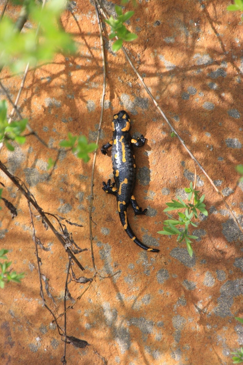 W lasach Podkarpacia rodzą się młode salamandry. To największe płazy ogoniaste w Polsce, dotykanie ich jest niebezpieczne [ZDJĘCIA]