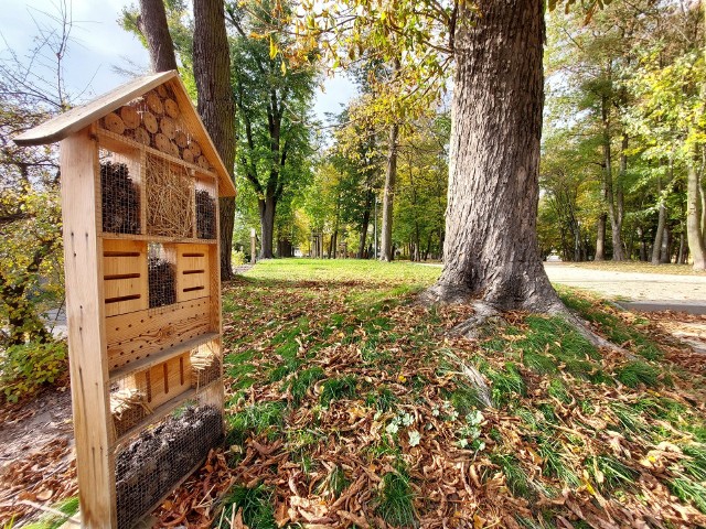 Jesienny park miejski w Oleśnie