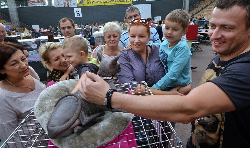 Wystawa Kotów Rasowych w Artego Arenie 