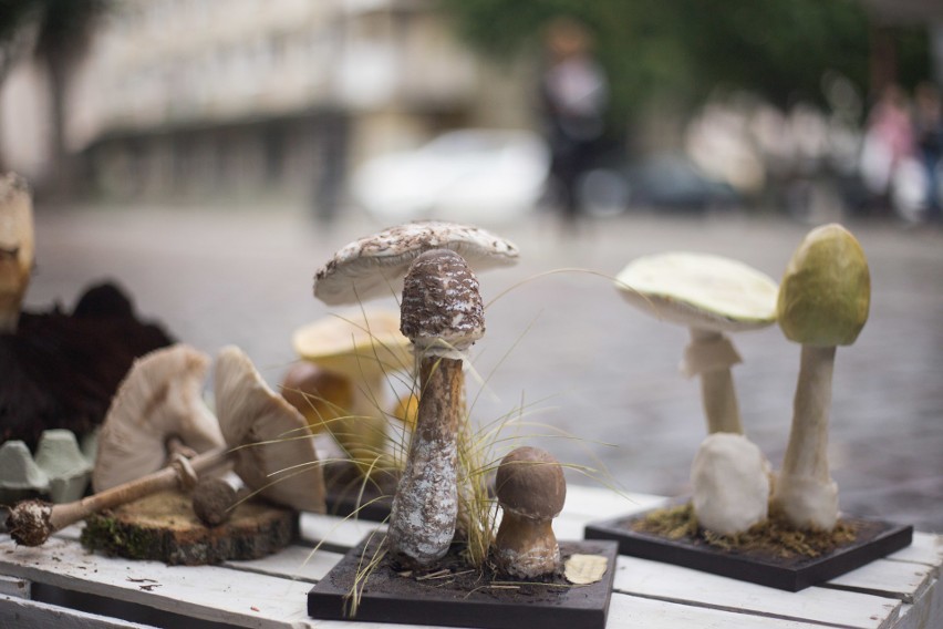 Wystawa grzybów w centrum Słupska. Przyrodnicy odpowiadali...
