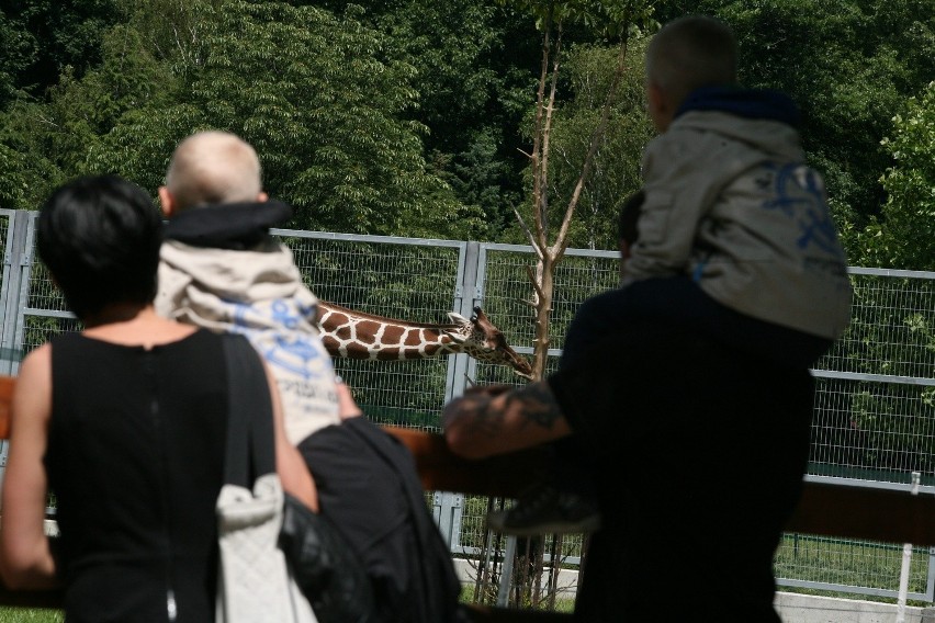Więźniowie z Wojkowic w Zoo w Chorzowie