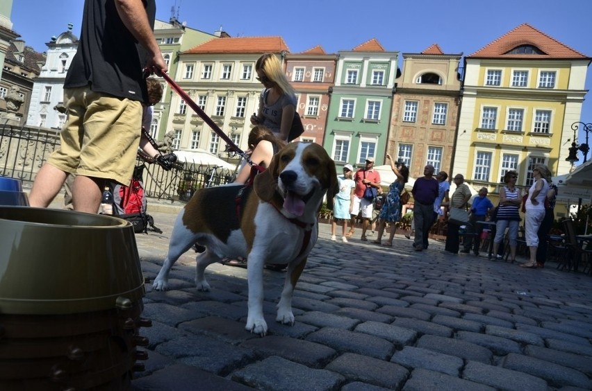Poznań miasto MISEK: Rozdawali psie miski restauratorom