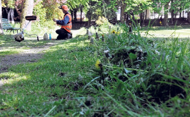 W naszym klimacie lepiej rosną trawy skracane do 4-6 cm wysokości. Wyjątek można zrobić dla doskonale nawadnianego trawnika ozdobnego, czyli dywanowego