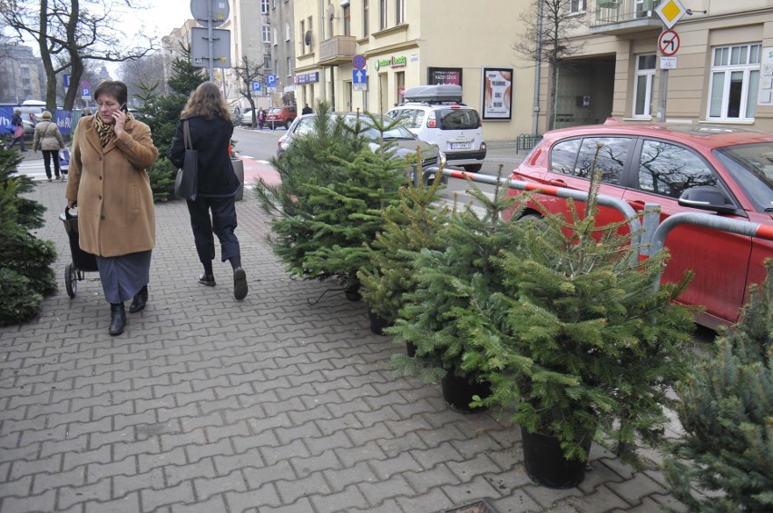 Kraków. Choinkowy zawrót głowy. Można je przewieźć tramwajem albo autem, zamówić dostawę do domu, albo... wypożyczyć na święta [ZDJĘCIA]