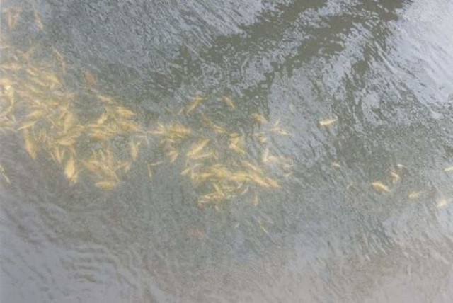 Nasi czytelnicy alarmują, że w bytowskim jeziorze Jeleń znajduje się przy brzegu pełno śniętych ryb.