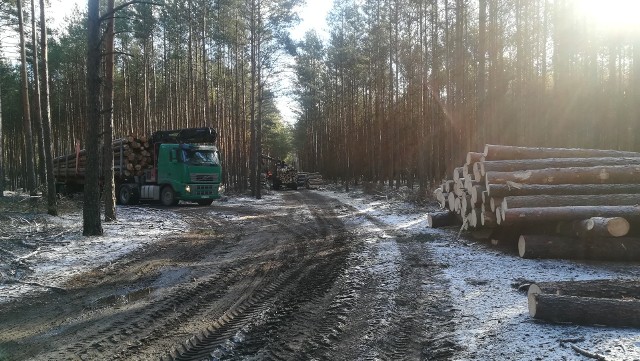 Wycinka drzew w rejonie wsi Burdze w gminie Bojanów, bardzo wzburzyła radnego Dariusza Przytułę