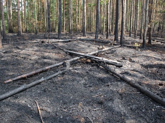 Pogorzelisko w okolicy Zwolaków w gminie Ulanów.