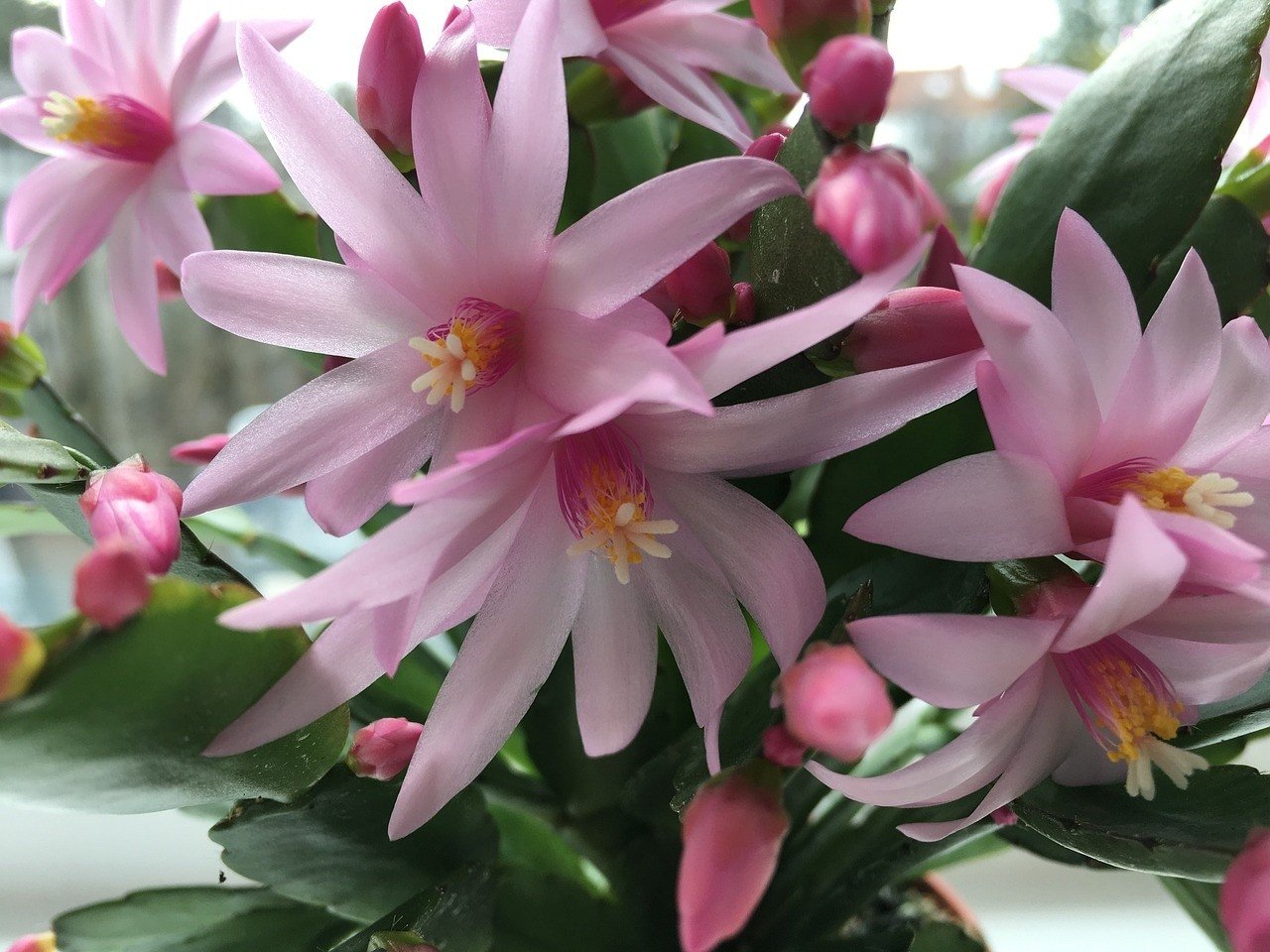gymnocalycium borthii Gymnocalycium bruchii – Rita Lee's Nursery main image 1