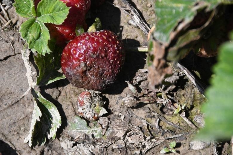 Sezon truskawkowy w świętokrzyskiej gminie Bieliny, która...