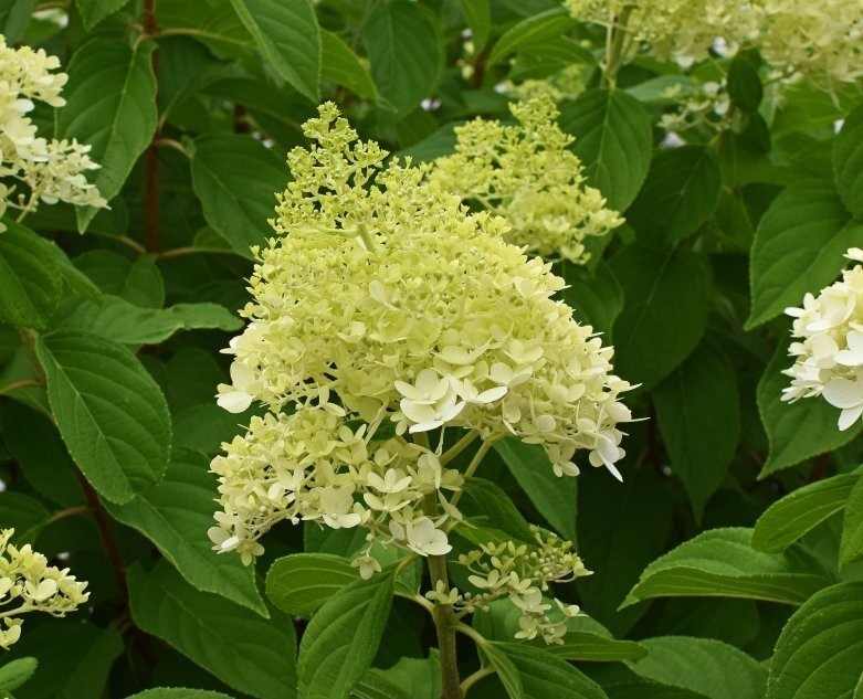 Hortensje bukietowe (Hydrangea paniculata) z roku na rok...